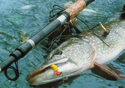 Способы ловли щуки