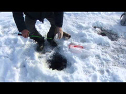 �� �������