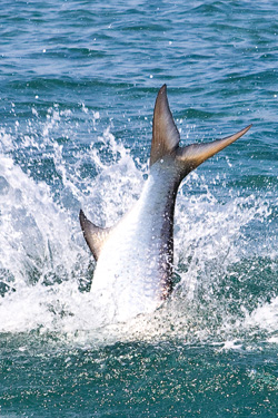 Изменчивая удача