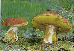    (Boletus pinophilus (Boletus pinicola))