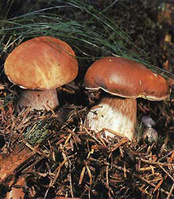  ,  (Boletus edulis)