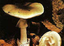   (Amanita phalloides)