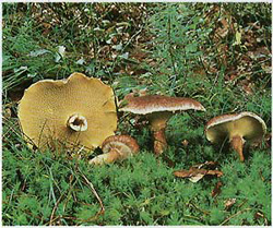  ,   (Boletinus cavipes)