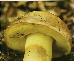  - (Boletus appendiculatus)