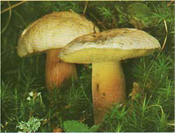   (Boletus calopus)