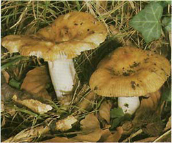 ,  (Russula foetens)