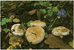  ,  Lactarius pubescens