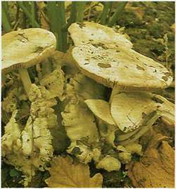   Volvariella gloicaphala (Volvariella speciosa)