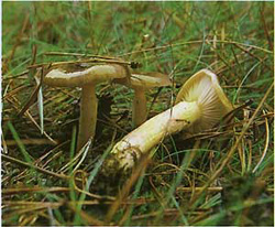  ,    Hygrophorus hypothejus