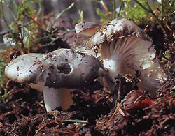   (Hygrophorus marzuolus)