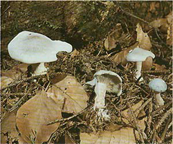   (Clitocybe odora)