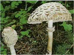 -  (Macrolepiota rhacodes)