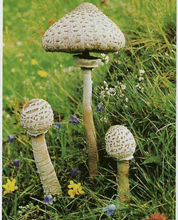 -  (Macrolepiota procera)