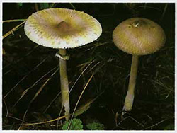 -  (Macrolepiota mastoidea)