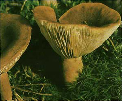  ,  (Lactarius rufus)