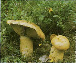   (Lactarius scrobiculatus)