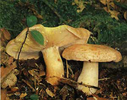  - (Lactarius chrysorrheus)
