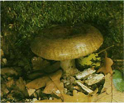  ,  (Lactarius necator)