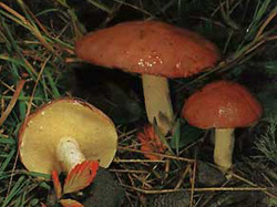 �������� ���������