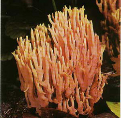 ������� �������