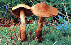 Общие признаки отравления различными грибами