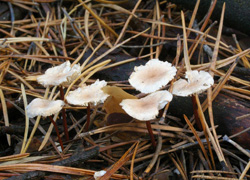 Десятый год удался