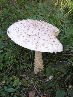 Год моховика