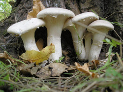 Год моховика