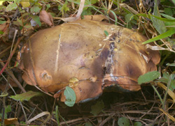 Этот грибной год