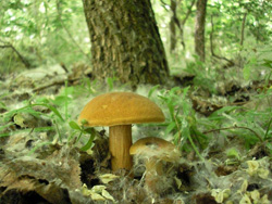 Последний шанс