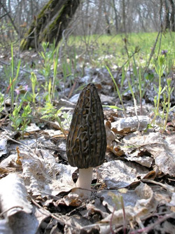 Особенности национальной грибной охоты