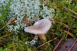 Пили, ели, веселились