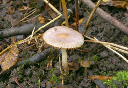 Грибы есть везде