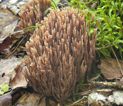 Число гриба