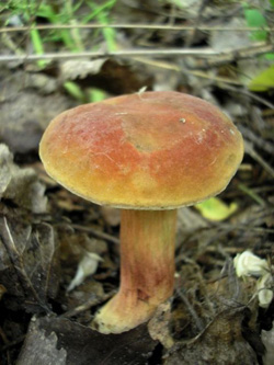 Разные, разные, зеленые и красные