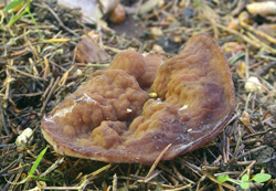 Не найденные грибы