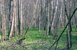 Во всех садах запели птичк