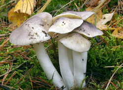 Незакрытая дверь в грибную осень