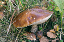 Грибные холода