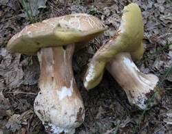 Такие вот они, ратикулатусы