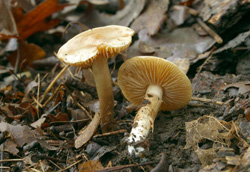 Стол находок