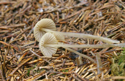 Стол находок