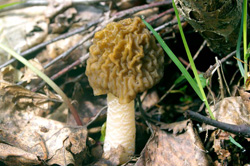 Икша-2007, сложно о простом