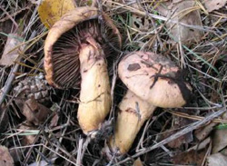 Грибы в 2006м году