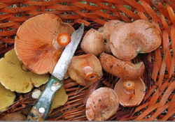 Грибы в 2006м году