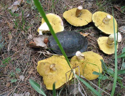 Грибы в 2006м году