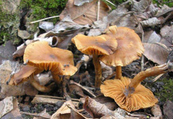 Новые открытия при пустой корзине