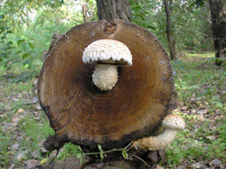 Хорошие и разные