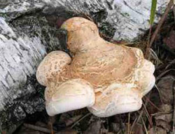 Поиск грибов в сентябре