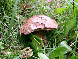 Сумбур вместо грибов